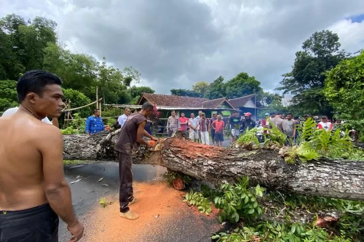 Pohon Mahoni Berukuran Jumbo Tumbang: Tutup Jalan dan Timpa Rumah Warga Bagorejo,&nbsp;Banyuwangi