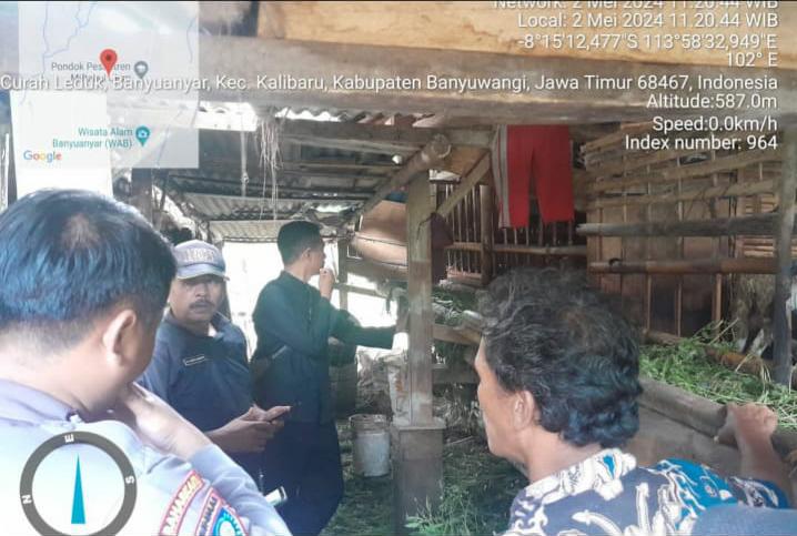 Teror Serangan Hewan Misterius Hebohkan Warga, Ternak Mati&nbsp;Mendadak‼