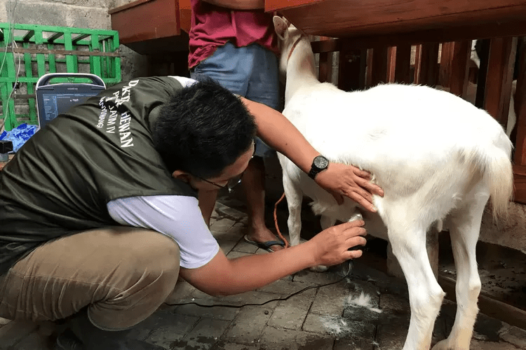 Penyebab Dua Ekor Kambing Yang Mati di Kalibaru Banyuwangi Masih Misterius, Dokter Hewan yang Lakukan Pemeriksaan Bilang Begini