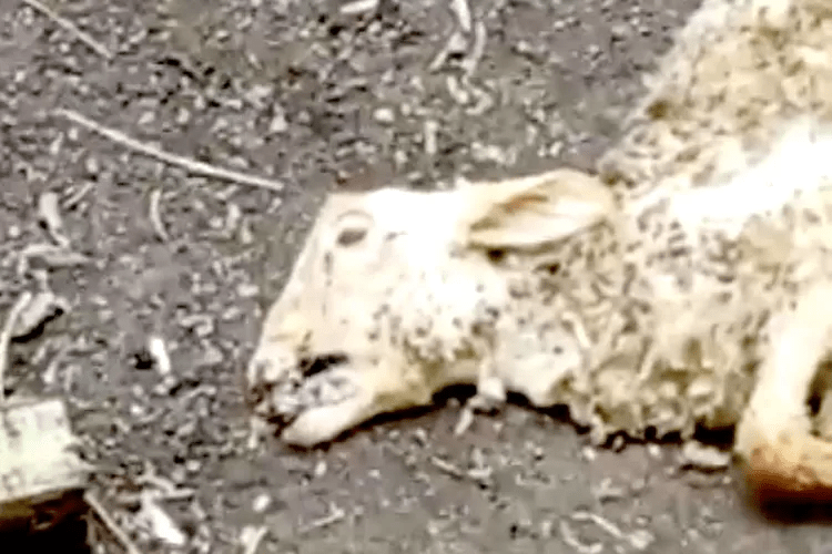 Tambah Satu Kasus Lagi, Kambing di Kalibaru Banyuwangi Ditemukan Mati Secara Miterius: Kondisinya Berbeda Dari Dua Ekor Sebelumnya