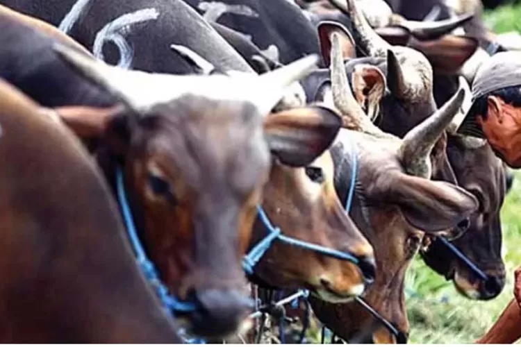 Sembelih Hewan Kurban Perhatikan Tata Caranya: Pastikan Sesuai dengan Tuntunan Syariat Islam