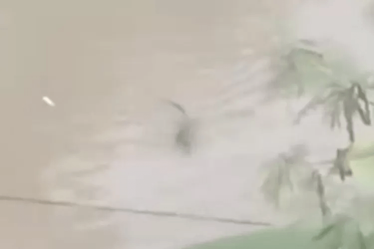 Kemunculan Buaya Muara di Sungai Kalibaru Desa Pesanggaran Banyuwangi Bikin Geger&nbsp;Warga