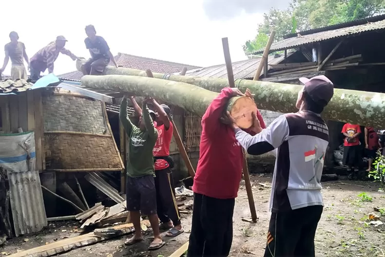 Cuaca Ekstrem Sapu Kalibaru Manis Banyuwangi, Pohon Bayur Raksasa Roboh Timpa Rumah Warga: Kerugian Ditaksir Rp 15&nbsp;Juta
