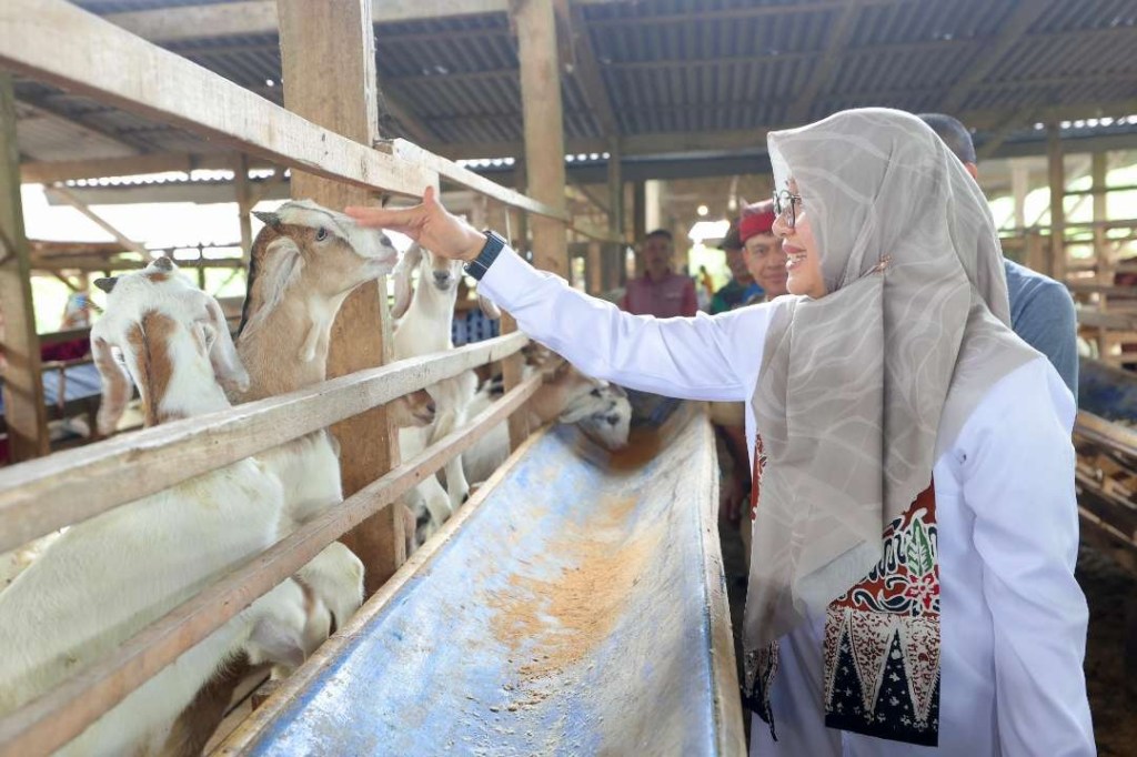 Pernah Jadi TKI, Warga Banyuwangi Sukses Merintis Peternakan Kambing&nbsp;Perah