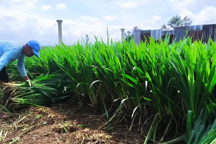Hemat Biasa dan Kaya Nutrisi, Dispertan Banyuwangi Nilai Rumput Fermentasi Solusi Aman untuk Pakan&nbsp;Ternak