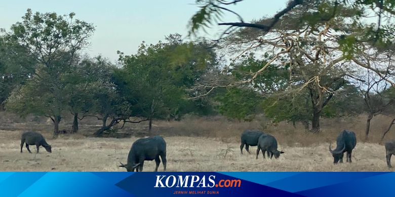 3 Tempat Wisata di Banyuwangi, Bisa Pakai Promo Tiket Pesawat&nbsp;Tiket.com