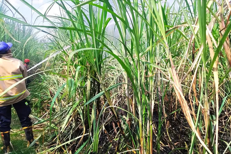 2 Hektar Tanaman Tebu Milik PT Makarti di Karangsari Banyuwangi Terbakar, Asal Api Diduga Berasal Pembakaran&nbsp;Sampah