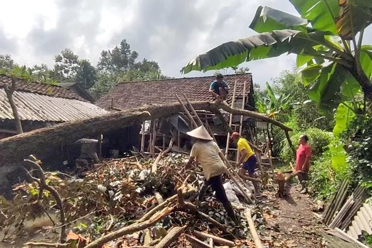 Cuaca Buruk, Pohon Kenitu 15 Meter Timpa Rumah Warga Desa Tegalarum&nbsp;Banyuwangi