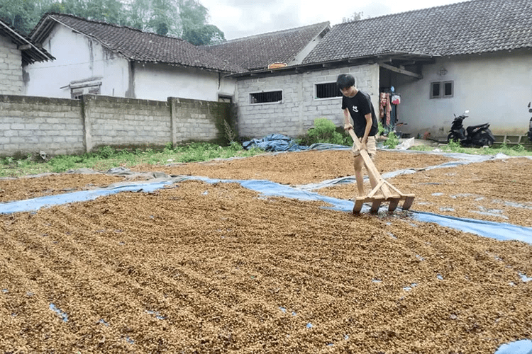 Panen Raya, Kawanan Maling Kopi Bisa ‘Panen’ Lebih Awal: Petani Kalibaru Banyuwangi Rugi Hingga Jutaan&nbsp;Rupiah
