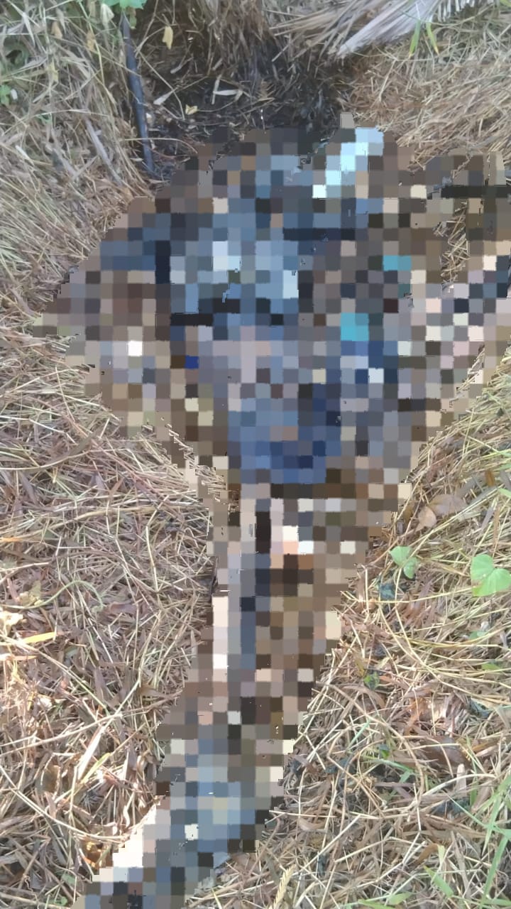 Penemuan Kerangka Mayat Lansia di Lahan Kosong Desa Sukojati&nbsp;Banyuwangi