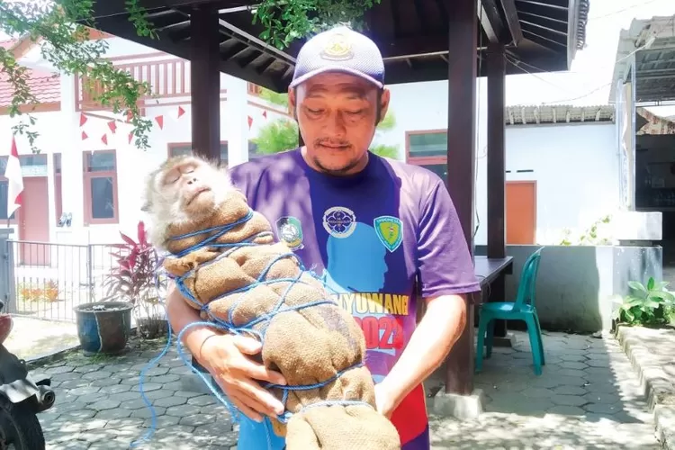 Monyet Liar Dua Hari Kuasai Rumah Warga Kecamatan Genteng: Diamankan Damkarmat Kini Diserahkan ke&nbsp;BKSDA